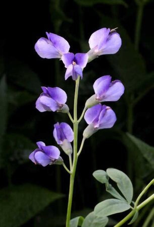 Baptisia australis geen maat specificatie 0,55L/P9cm - afbeelding 2