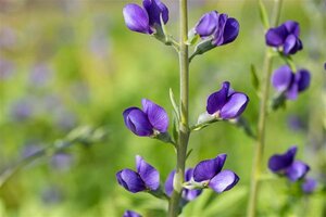 Baptisia australis geen maat specificatie 0,55L/P9cm - afbeelding 3