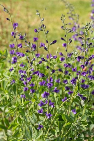 Baptisia australis geen maat specificatie 0,55L/P9cm - afbeelding 4