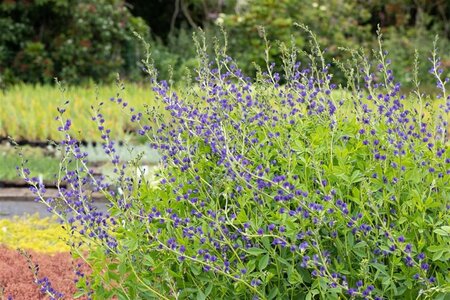 Baptisia australis geen maat specificatie 0,55L/P9cm - afbeelding 5