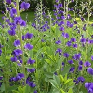 Baptisia australis geen maat specificatie 0,55L/P9cm - afbeelding 7