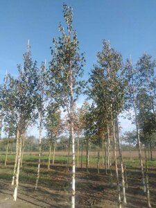 Betula albosin. 'Fascination' 20-25 Hoogstam draadkluit 3 X verplant - afbeelding 1