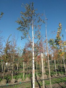 Betula albosin. 'Fascination' 20-25 Hoogstam draadkluit 3 X verplant - afbeelding 2