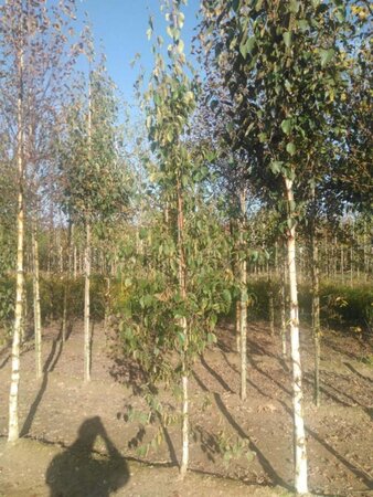 Betula albosin. 'Fascination' 8-10 cm wortelgoed geveerd - afbeelding 4