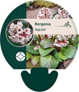 Bergenia 'Baby Doll' geen maat specificatie 0,55L/P9cm - afbeelding 2