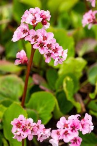 Bergenia 'Baby Doll' geen maat specificatie 0,55L/P9cm - afbeelding 1