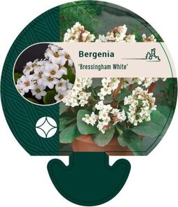 Bergenia 'Bressingham White' geen maat specificatie 0,55L/P9cm - afbeelding 5