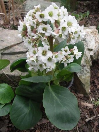 Bergenia 'Bressingham White' geen maat specificatie 0,55L/P9cm - afbeelding 4