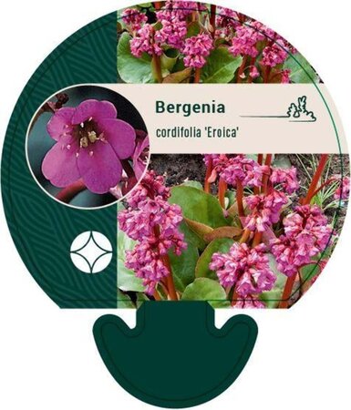 Bergenia cordifolia 'Eroica' geen maat specificatie 0,55L/P9cm - afbeelding 3