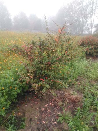 Berberis julianae 125-150 cm met kluit - afbeelding 5