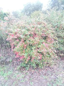 Berberis julianae 125-150 cm met kluit - afbeelding 4