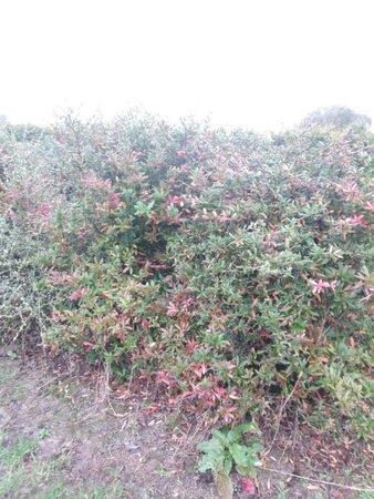 Berberis julianae 150-175 cm met kluit - afbeelding 1