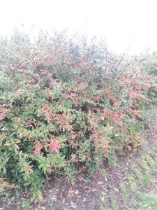 Berberis julianae 175-200 cm met kluit - afbeelding 1