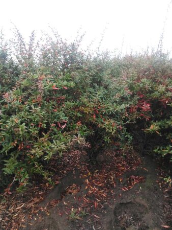 Berberis julianae 175-200 cm met kluit - afbeelding 2