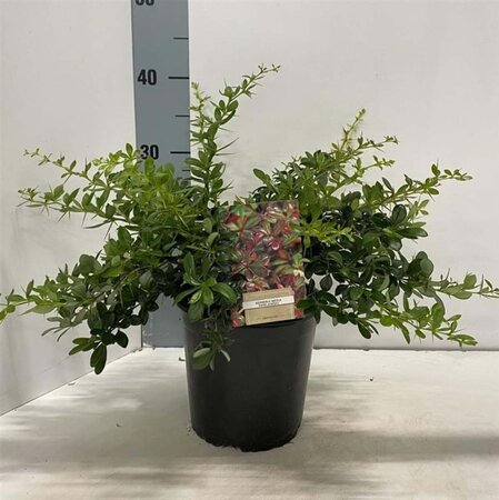 Berberis media 'Parkjuweel' 25-30 cm cont. 2,0L