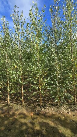 Betula pendula=verrucosa=alba 10-12 cm wortelgoed geveerd - afbeelding 4