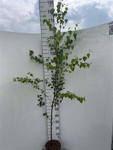 Betula pendula=verrucosa=alba 175-200 cm cont. 5,0L