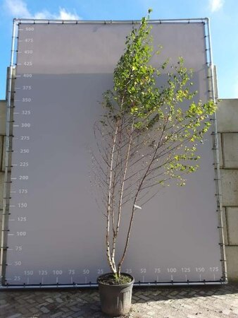 Betula pendula=verrucosa=alba 250-300 cm container meerstammig - afbeelding 1