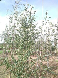 Betula pendula=verrucosa=alba 8-10 cm wortelgoed geveerd - afbeelding 5