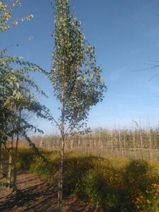 Betula p. 'Fastigiata' 12-14 Hoogstam wortelgoed 2 X verplant - afbeelding 1