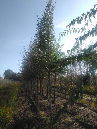 Betula p. 'Fastigiata' 12-14 Hoogstam wortelgoed 2 X verplant - afbeelding 2