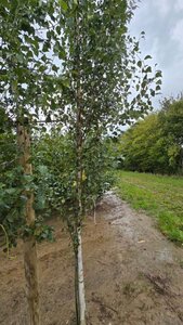 Betula p. 'Fastigiata' 12-14 cm wortelgoed geveerd 2 X verplant - afbeelding 1