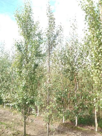 Betula p. 'Fastigiata' 6-8 cm wortelgoed geveerd - afbeelding 2