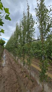 Betula p. 'Fastigiata' 6-8 cm wortelgoed geveerd - afbeelding 1