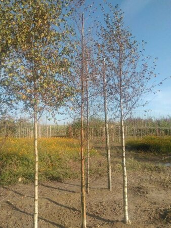 Betula pubescens 10-12 cm wortelgoed geveerd