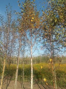 Betula pubescens 16-18 Hoogstam draadkluit 3 X verplant