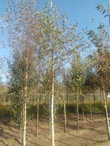 Betula pubescens 18-20 Hoogstam draadkluit 3 X verplant