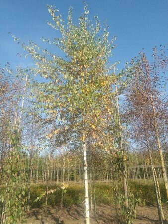 Betula pubescens 20-25 Hoogstam draadkluit 3 X verplant