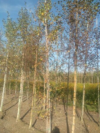 Betula pubescens 6-8 cm wortelgoed geveerd - afbeelding 2