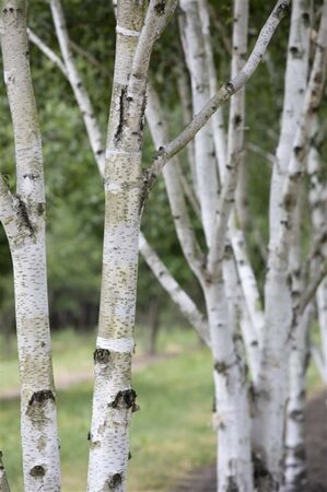 Betula pubescens 6-8 cm wortelgoed geveerd - afbeelding 1