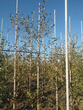 Betula pubescens 6-8 cm wortelgoed geveerd - afbeelding 3