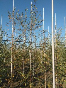 Betula pubescens 6-8 cm wortelgoed geveerd - afbeelding 3