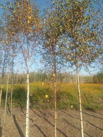 Betula pubescens 8-10 cm wortelgoed geveerd - afbeelding 2