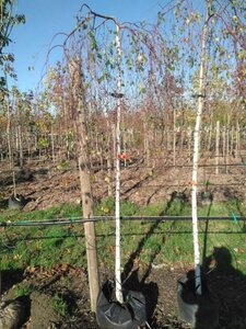 Betula p. 'Youngii' 10-12 Hoogstam BAG 3 X verplant - afbeelding 2