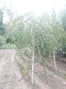 Betula p. 'Youngii' 10-12 Hoogstam wortelgoed - afbeelding 6