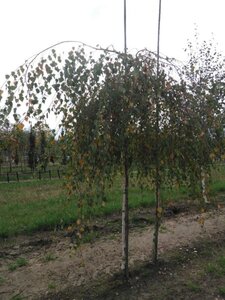 Betula p. 'Youngii' 12-14 Hoogstam wortelgoed 2 X verplant - afbeelding 7