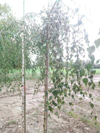 Betula p. 'Youngii' 8-10 Hoogstam wortelgoed - afbeelding 6