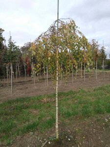 Betula p. 'Youngii' 8-10 Hoogstam wortelgoed - afbeelding 5