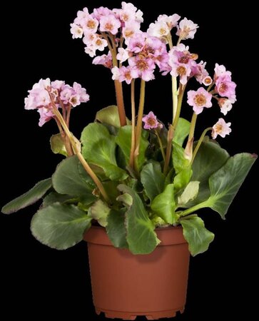 Bergenia cordifolia geen maat specificatie 0,55L/P9cm - afbeelding 1