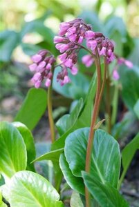 Bergenia cordifolia geen maat specificatie 0,55L/P9cm - afbeelding 6