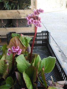 Bergenia cordifolia geen maat specificatie 0,55L/P9cm - afbeelding 2