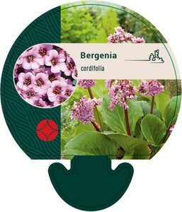 Bergenia cordifolia geen maat specificatie 0,55L/P9cm - afbeelding 9