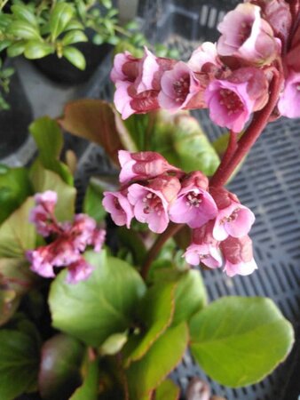 Bergenia cordifolia geen maat specificatie 0,55L/P9cm - afbeelding 3