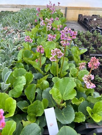 Bergenia cordifolia geen maat specificatie 0,55L/P9cm - afbeelding 8