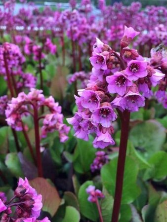 Bergenia cordifolia 'Purpurea' geen maat specificatie 0,55L/P9cm - afbeelding 2