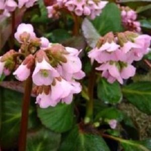 Bergenia 'Rosi Klose' geen maat specificatie 0,55L/P9cm